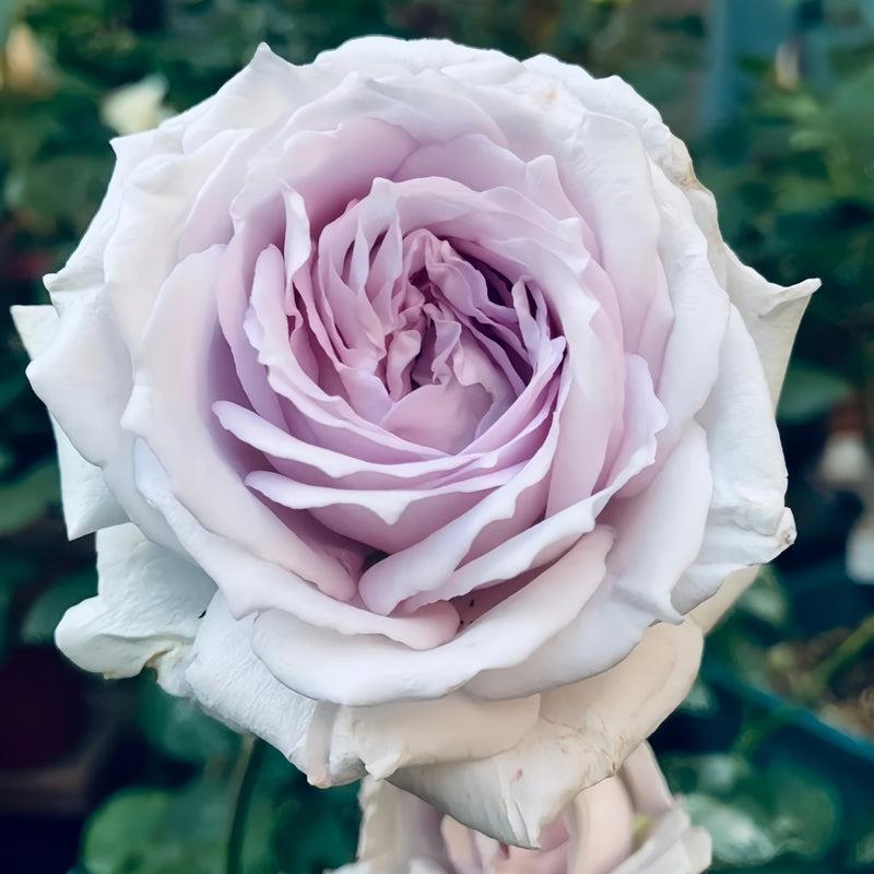 Porte Bleue Rose Plant