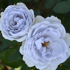 Porte Bleue Rose Plant