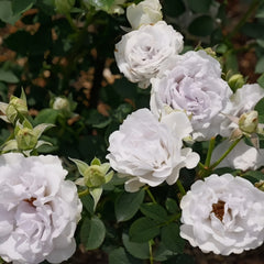 Porte Bleue Rose Plant