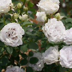 Porte Bleue Rose Plant