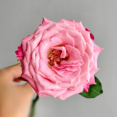 Powder Blue Glaze Rose Plant