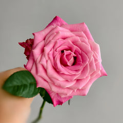 Powder Blue Glaze Rose Plant