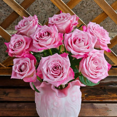 Powder Blue Glaze Rose Plant