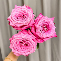 Powder Blue Glaze Rose Plant