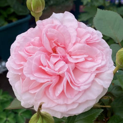 Pretty Karen Rose Plant