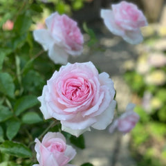 Pretty Karen Rose Plant