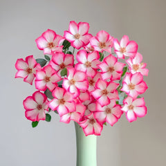 Pretty Kiss Rose Plant