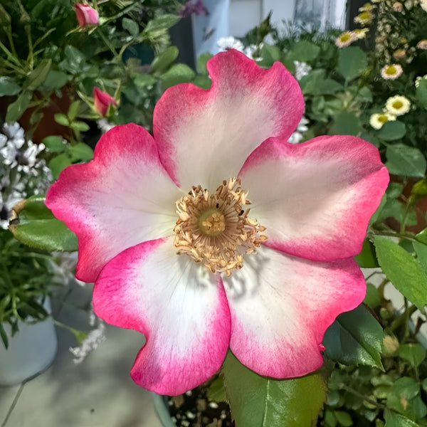 Pretty Kiss Rose Plant