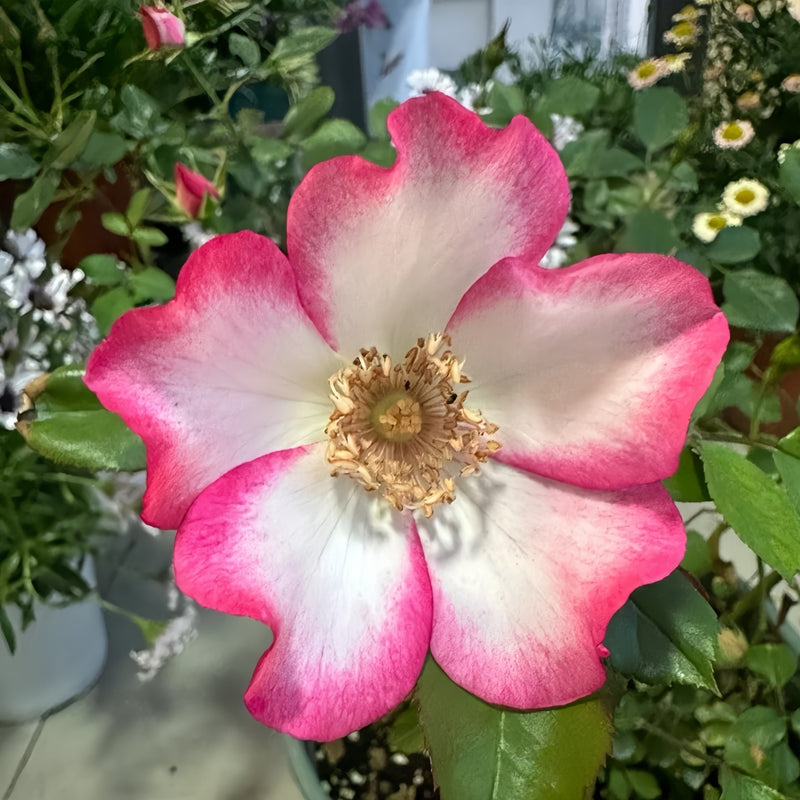 Pretty Kiss Rose Plant