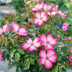 Pretty Kiss Rose Plant