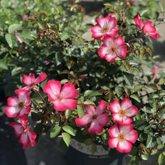 Pretty Kiss Rose Plant