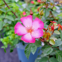 Pretty Kiss Rose Plant