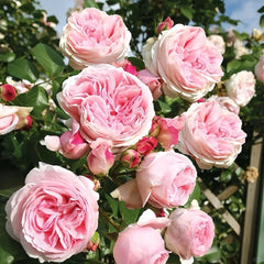 Pretty Yuto Rose Plant|漂亮玉兔