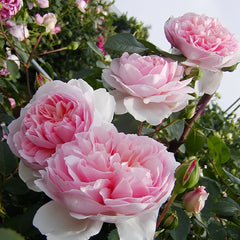 Pretty Yuto Rose Plant|漂亮玉兔