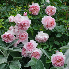 Pretty Yuto Rose Plant|漂亮玉兔