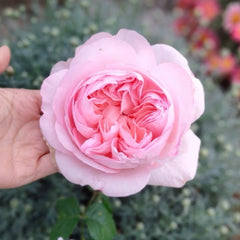 Pretty Yuto Rose Plant|漂亮玉兔