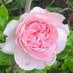 Pretty Yuto Rose Plant|漂亮玉兔