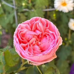 Pride of Jane Rose Plant