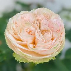 Pride of Jane Rose Plant