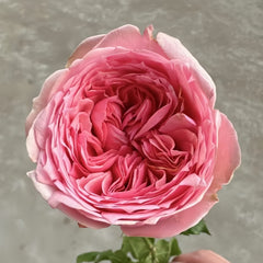 Pride of Jane Rose Plant