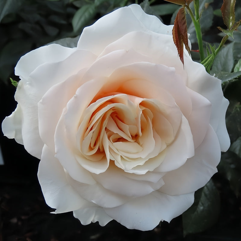 Pride and Prejudice rose