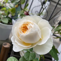 Pride and Prejudice rose