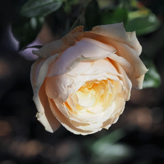 Pride and Prejudice rose