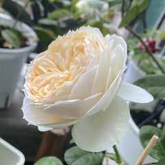 Pride and Prejudice rose