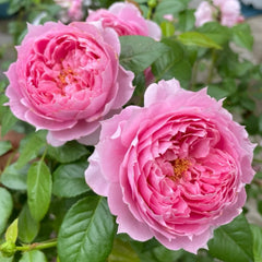 Prima Vista Rose Plant