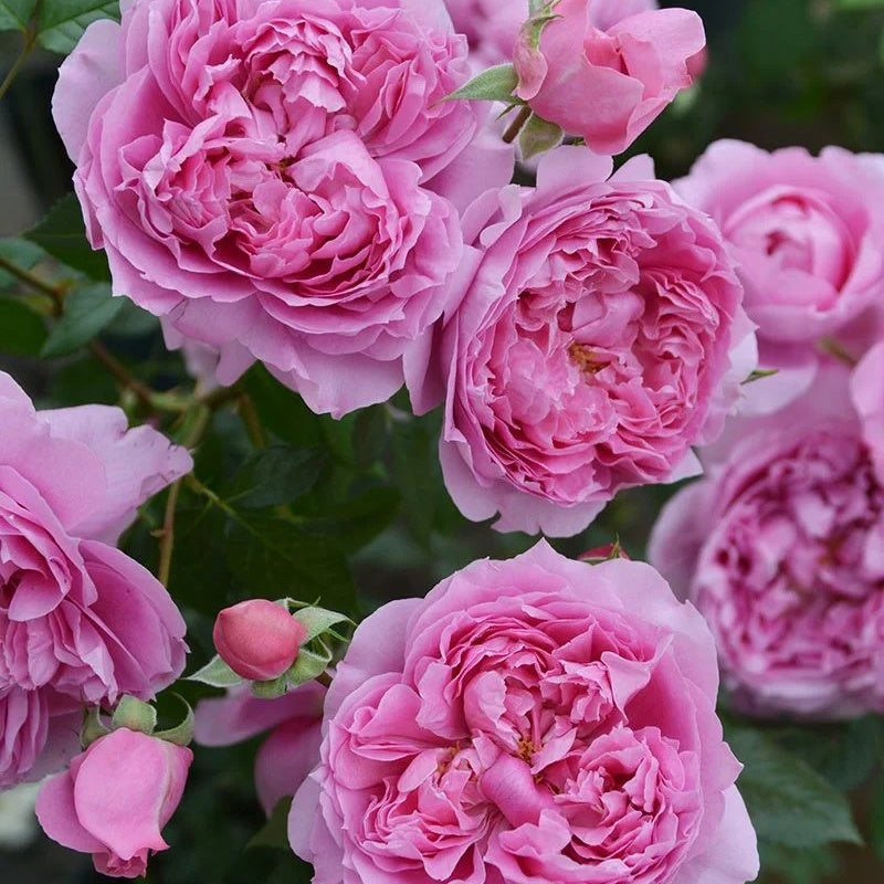 Purple Roses Rosa Prima Prima Vista Rose Plant|初见 – Rose_Explosion