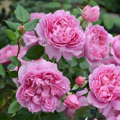 Prima Vista Rose Plant