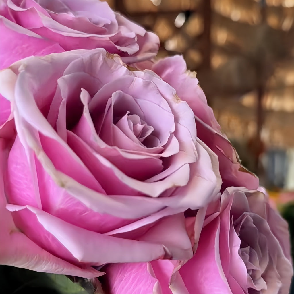Primetime Roses Prime Time Rose Plant|黄金时间 – Rose_Explosion