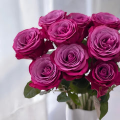 Prince Of Persia Rose