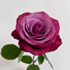 Prince Of Persia Rose