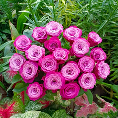 Prince Of Persia Rose