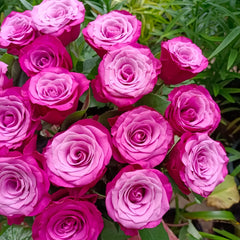Prince Of Persia Rose