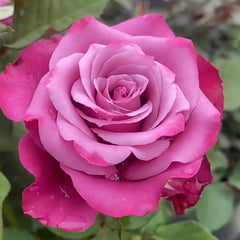 Prince Of Persia Rose