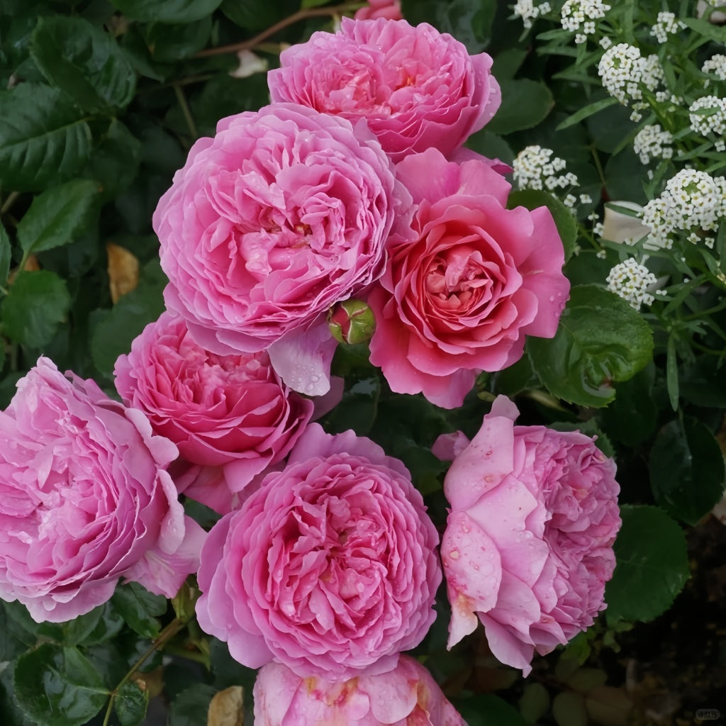 Knutsford Roses Princess Alexandra of Kent Rose Plant(Austin)|肯特公主 – Rose_Explosion