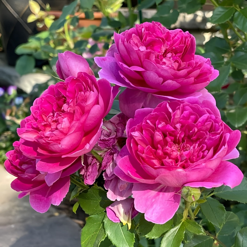 Annette Roses Flowers Princess Anne Rose Plant(David Austin)|安妮公主 – Rose_Explosion