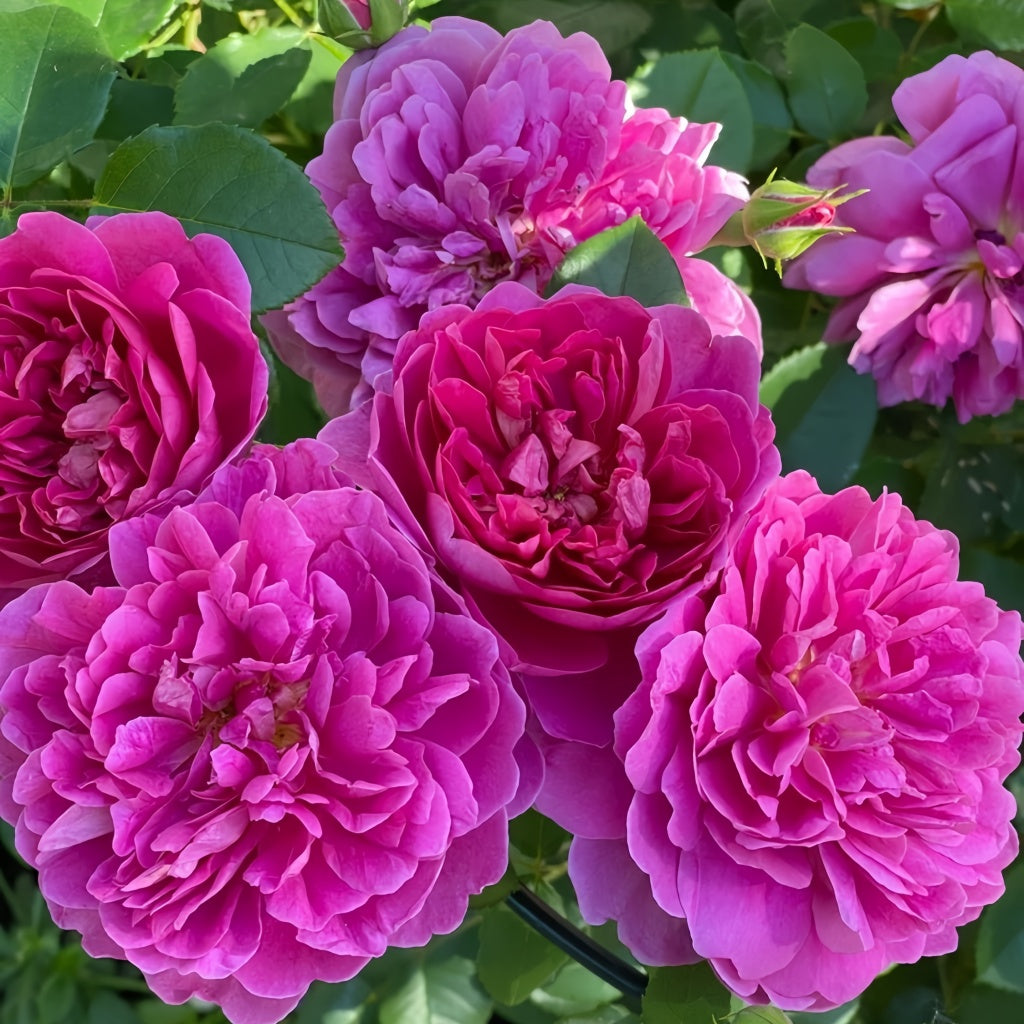 Annette Roses Flowers Princess Anne Rose Plant(David Austin)|安妮公主 – Rose_Explosion