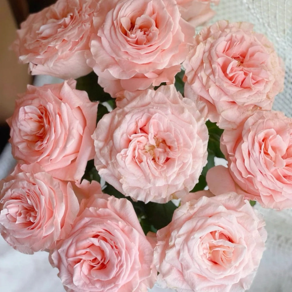 Princess Rose Princess Crown Rose Plant|公主皇冠 – Rose_Explosion