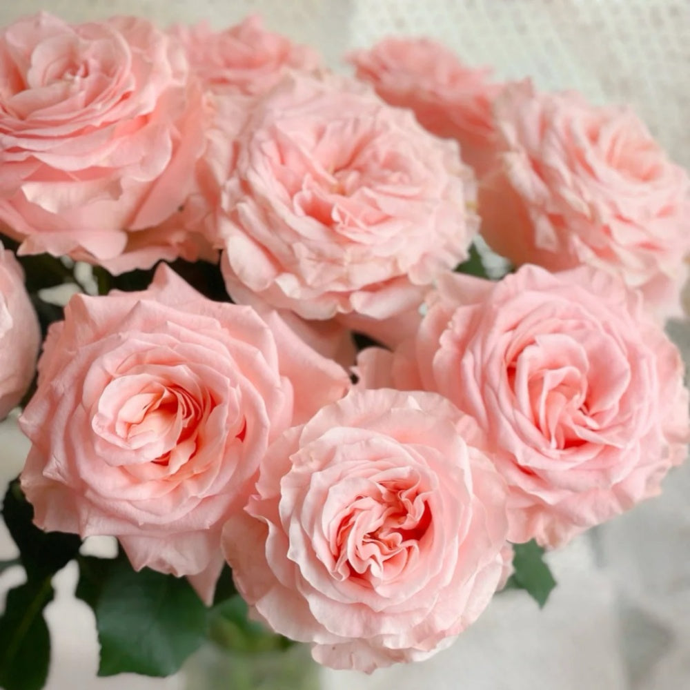 Princess Rose Princess Crown Rose Plant|公主皇冠 – Rose_Explosion