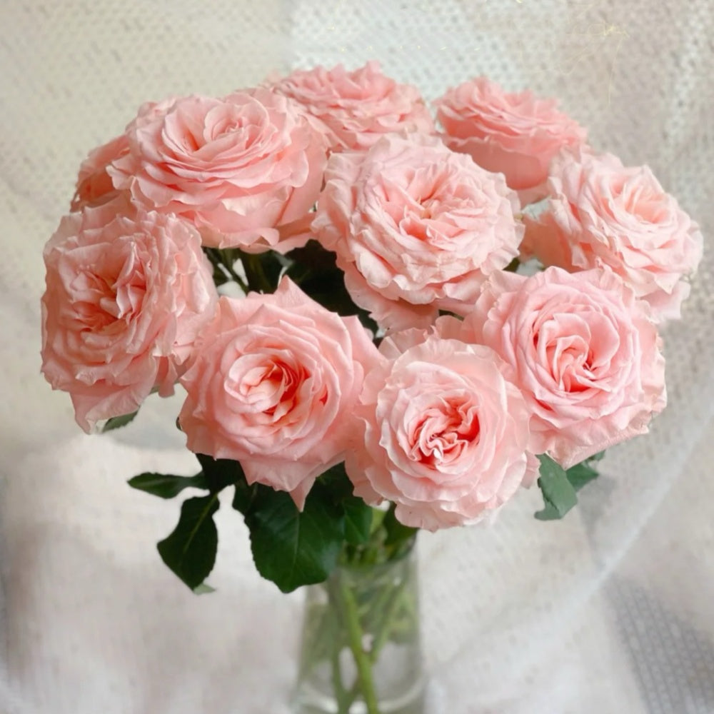 Princess Rose Princess Crown Rose Plant|公主皇冠 – Rose_Explosion