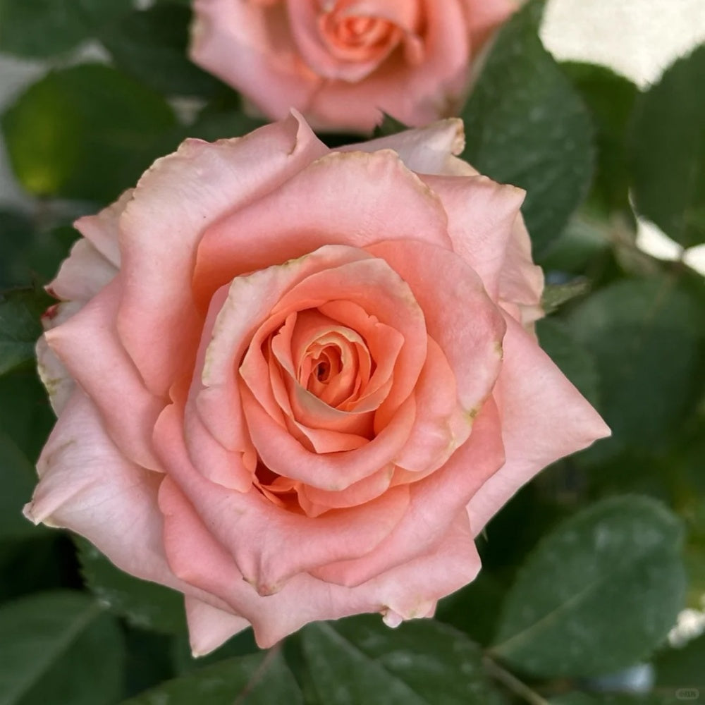 Princess Rose Princess Crown Rose Plant|公主皇冠 – Rose_Explosion
