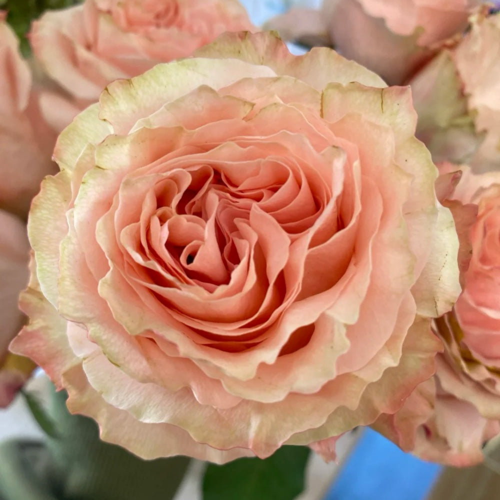 Princess Rose Princess Crown Rose Plant|公主皇冠 – Rose_Explosion
