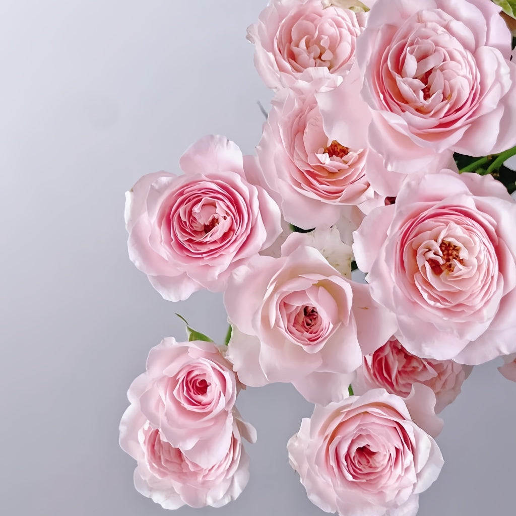 Princess Rose Princess Fairy Kiss Rose Plant|仙子之吻 – Rose_Explosion