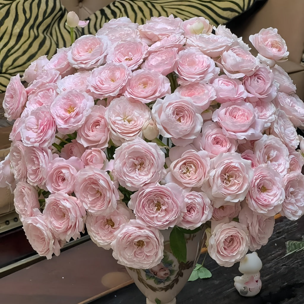 Princess Rose Princess Fairy Kiss Rose Plant|仙子之吻 – Rose_Explosion