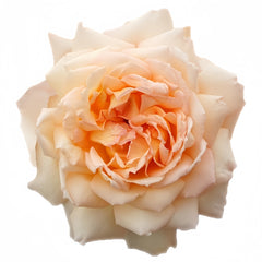 Princess Holly's Hope Rose