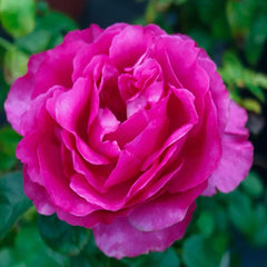 Exquisite Princess Kishi Rose Plant for Your Dream Garden