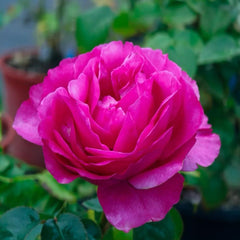 Exquisite Princess Kishi Rose Plant for Your Dream Garden